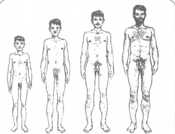 Penis size depending on age