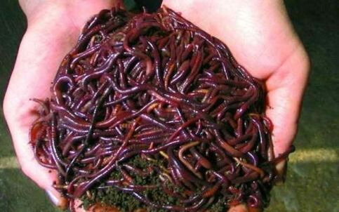 Earthworms and their uses for penis enlargement
