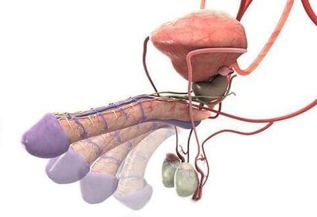 Erection after penis enlargement surgery