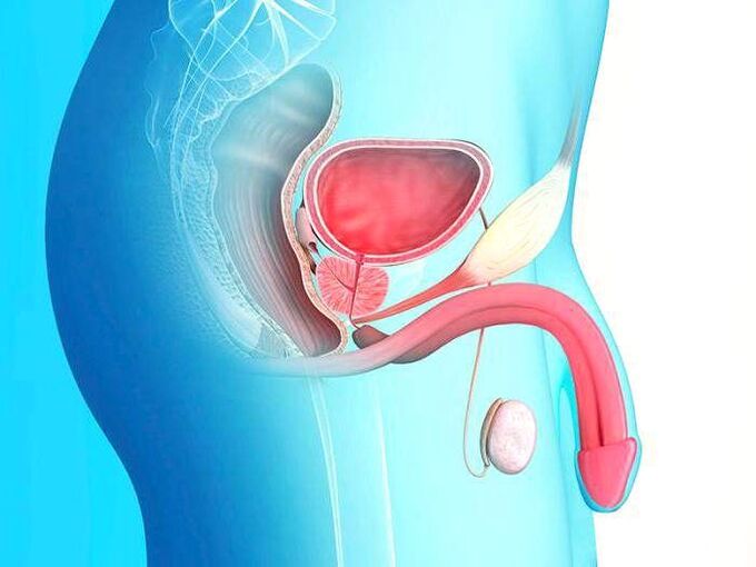 Penis and its surgical lengthening
